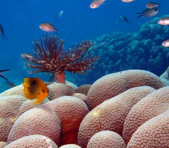 plongée guadeloupe, activités guadeloupe, activités nautique guadeloupe, que faire en guadeloupe