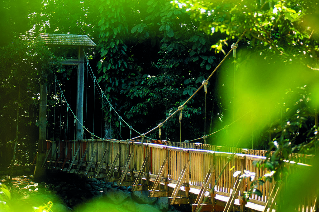 Le pont suspendu dans la forêt tropicale à Petit Bourg.