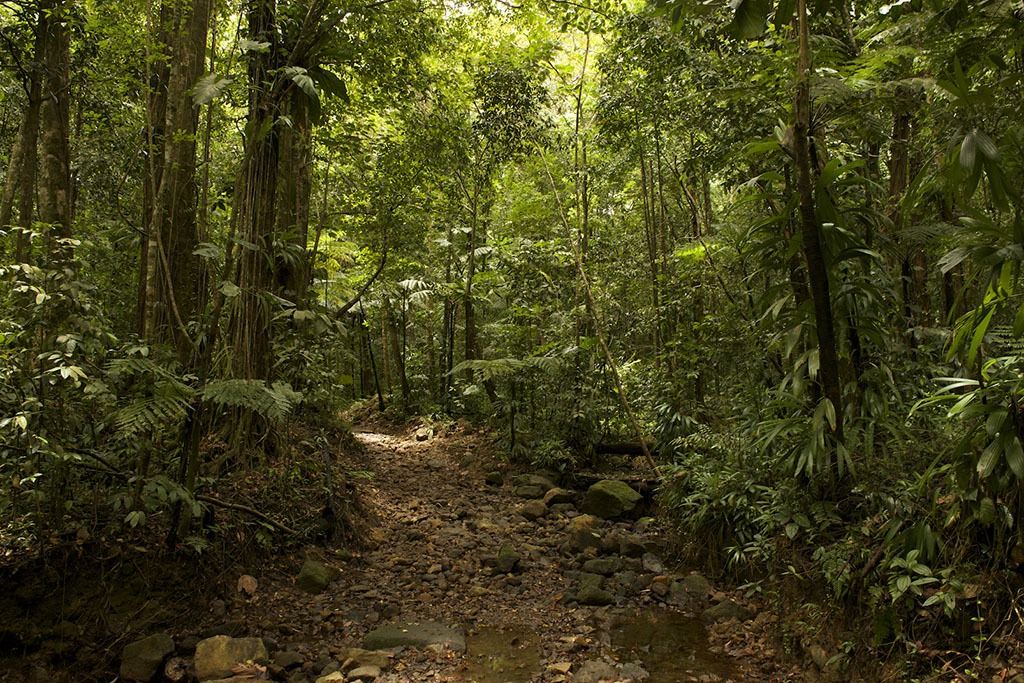A jungle trail.