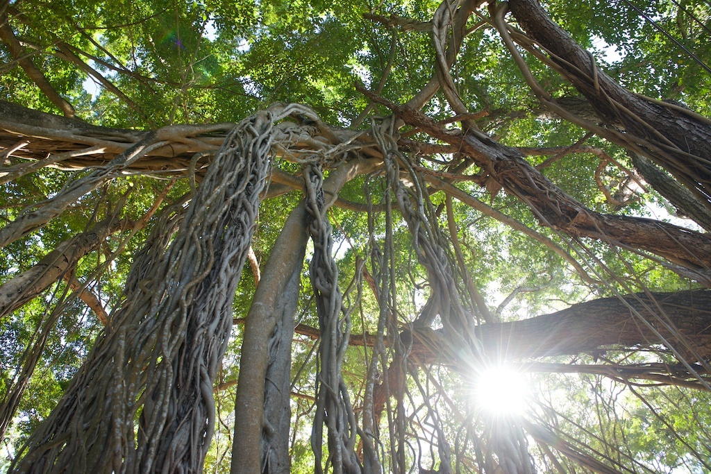 Trees near Plage de Grande Anse.