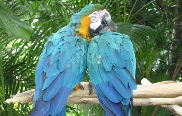 Parrot1