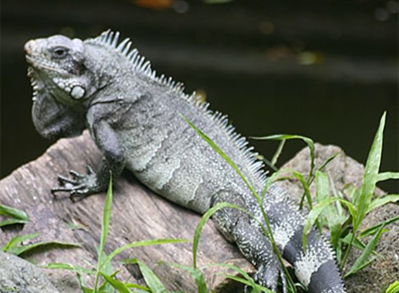 Iguanas  Guadeloupe Islands